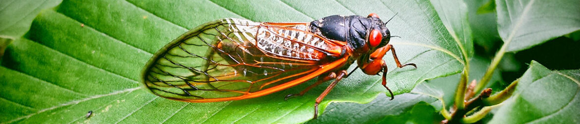 cicada-gettyimages-180829949-web